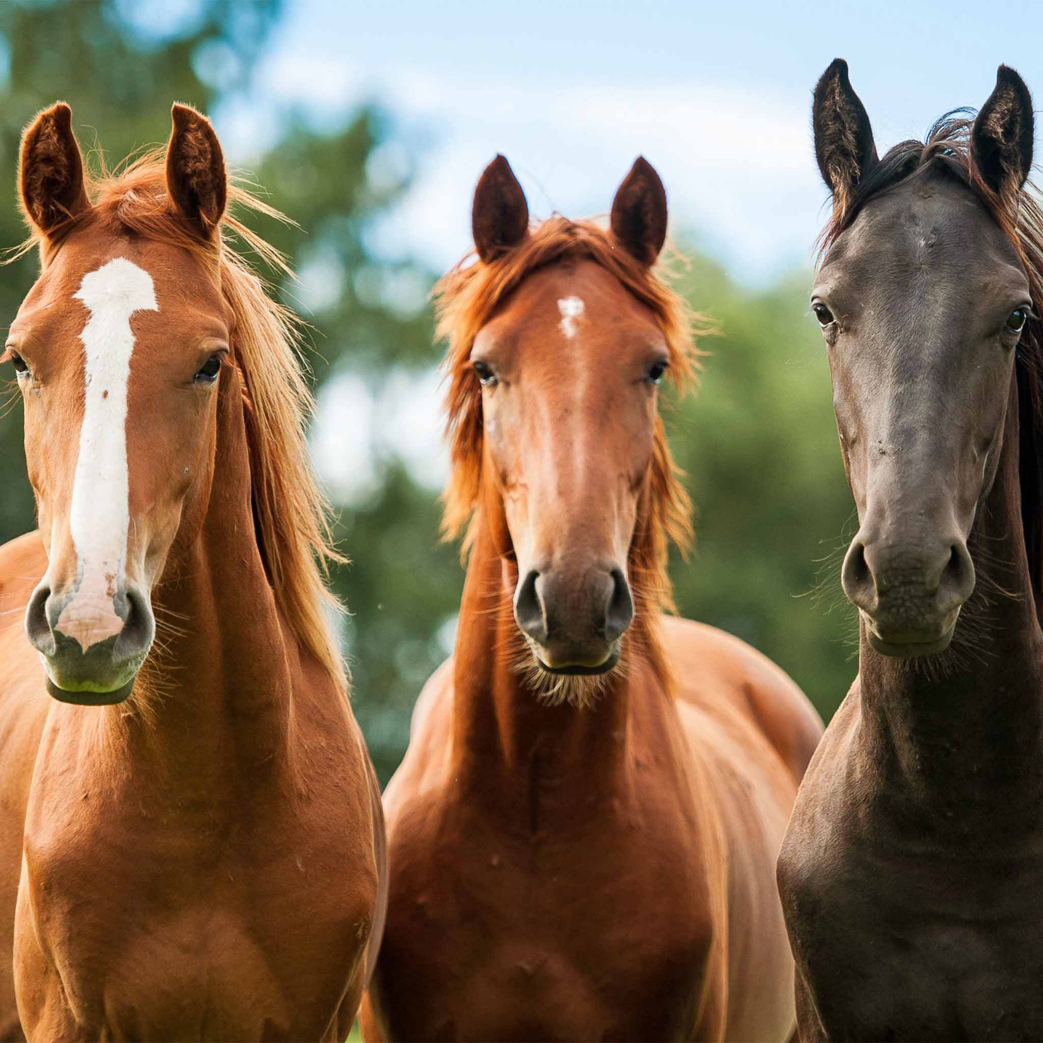 Horses | Customly Gifts