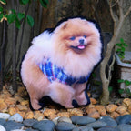 Your Pet As a Custom Photo PillowCustomly Gifts